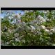 Philadelphus  purpurascens.JPG